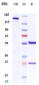 Anti-AXL / UFO Reference Antibody (mipasetamAb)