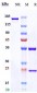 Anti-TIM-3 / HAVCR2 / CD366 Reference Antibody (Surzebiclimab)