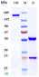 Anti-TNFRSF17 / BCMA / CD269 Reference Antibody (belantamab)