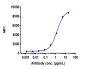 Anti-TNFRSF17 / BCMA / CD269 Reference Antibody (belantamab)