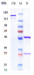 Anti-CTLA-4 / CD152  Reference Antibody (nurulimab)