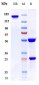 Anti-PTPRC / CD45 Reference Antibody (apamistamab)