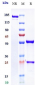 Anti-F11 / Factor XI Reference Antibody (osocimab)