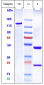 Anti-FOLH1 / PSMA Reference Antibody (pelgifatamAb)