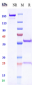 Anti-TNFRSF4 / OX40 / CD134 Reference Antibody (ivuxolimab)