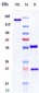 Anti-Spike RBD Reference Antibody (Tixagevimab)