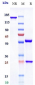 Anti-IL-6Ra / CD126 Reference Antibody (APX007)