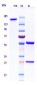 Anti-TIGIT Reference Antibody (etigilimab)