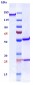 Anti-TGFb1 Reference Antibody (NIS793)