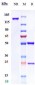 Anti-TNFSF5 / CD40L / CD154 Reference Antibody (Toralizumab)