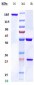 Anti-Staphylococcus aureus α toxin Reference Antibody (Tosatoxumab)