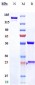 Anti-PDGFRA / CD140a Reference Antibody (tovetumab)