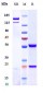 Anti-INHBA / Activin A Reference Antibody (garetosmab)