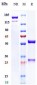 Anti-Mesothelin Reference Antibody (anetumab ravtansine)