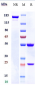 Anti-CSF1 / M-CSF Reference Antibody (lacnotuzumab)