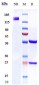 Anti-Ly6E Reference Antibody (RG7841)