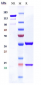 Anti-CXCL8 / IL-8 Reference Antibody (ABX-IL8)