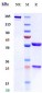 Anti-IL-4 Reference Antibody (pascolizumab)