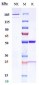 Anti-IL-13 Reference Antibody (CNTO 607)