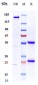 Anti-HGF / SF Reference Antibody (ficlatuzumab)