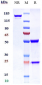 Anti-TNFRSF18 / GITR / CD357 Reference Antibody (ragifilimab)