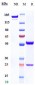 Anti-Fucosyl GM1 Reference Antibody (BMS-986012)