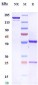 Anti-FGFR2 / CD332 Reference Antibody (bemarituzumab)