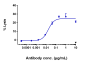 Anti-FGFR2 / CD332 Reference Antibody (bemarituzumab)