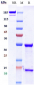 Anti-ERBB1 / EGFR / HER1 Reference Antibody (matuzumab)