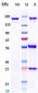 Anti-Zaire Ebola virus Reference Antibody (Porgaviximab)