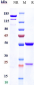 Anti-DKK1 Reference Antibody (BHQ-880)