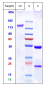 Anti-CD44v6 Reference Antibody (bivatuzumab)