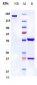 Anti-DPP4 / CD26 Reference Antibody (begelomab)