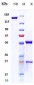 Anti-TNFSF14 / LIGHT / CD258 Reference Antibody (SAR252067)