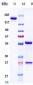 Anti-GCGR Reference Antibody (volagidemab)