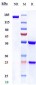 Anti-IL-1R1 / CD121a Reference Antibody (AMG 108)