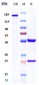 Anti-PSGL1 / CD162 Reference Antibody (neihulizumab)