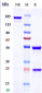 Anti-IL-6 / IFNb2 Reference Antibody (clazakizumab)