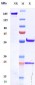 Anti-VEGFR2 / KDR / CD309 Reference Antibody (alacizumAb)