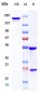 Anti-IL-4Ra / CD124 Reference Antibody (Manfidokimab)