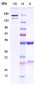 Anti-PCSK9 Reference Antibody (ebronucimab)