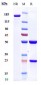 Anti-Siglec-8 Reference Antibody (lirentelimab)