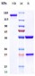 Anti-CALCA / CGRP Reference Antibody (fremanezumab)