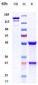 Anti-IL-22Ra Reference Antibody (ARGX-112)