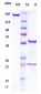 Anti-PDCD1 / PD-1 / CD279 Reference Antibody (balstilimab)