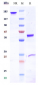 Anti-FcgR3a / CD16a Reference Antibody (AFM13)