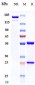 Anti-B7-H3 / CD276 Reference Antibody (Vobramitamab)