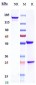 Anti-SARS-CoV-2 Reference Antibody (Adintrevimab)