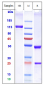 Anti-IL-2Ra / CD25 Reference Antibody (camidanlumAb)