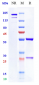 Anti-TNFRSF5 / CD40 Reference Antibody (mitazalimab)